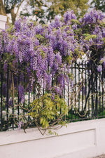 Load image into Gallery viewer, Wisteria Hysteria I
