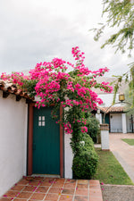 Load image into Gallery viewer, Bougainvillea Palm Springs
