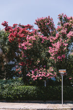 Load image into Gallery viewer, Crepe Myrtle
